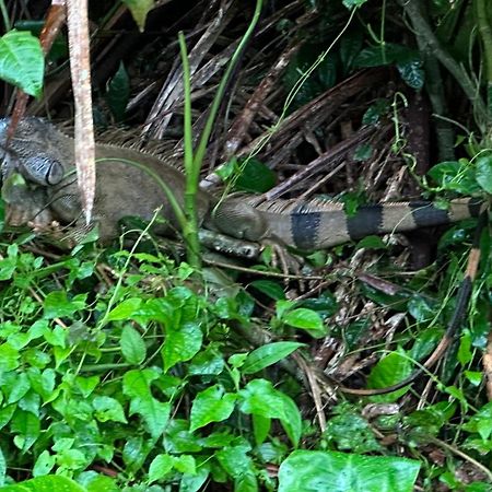 Natural Experience House Tortuguero Exteriér fotografie
