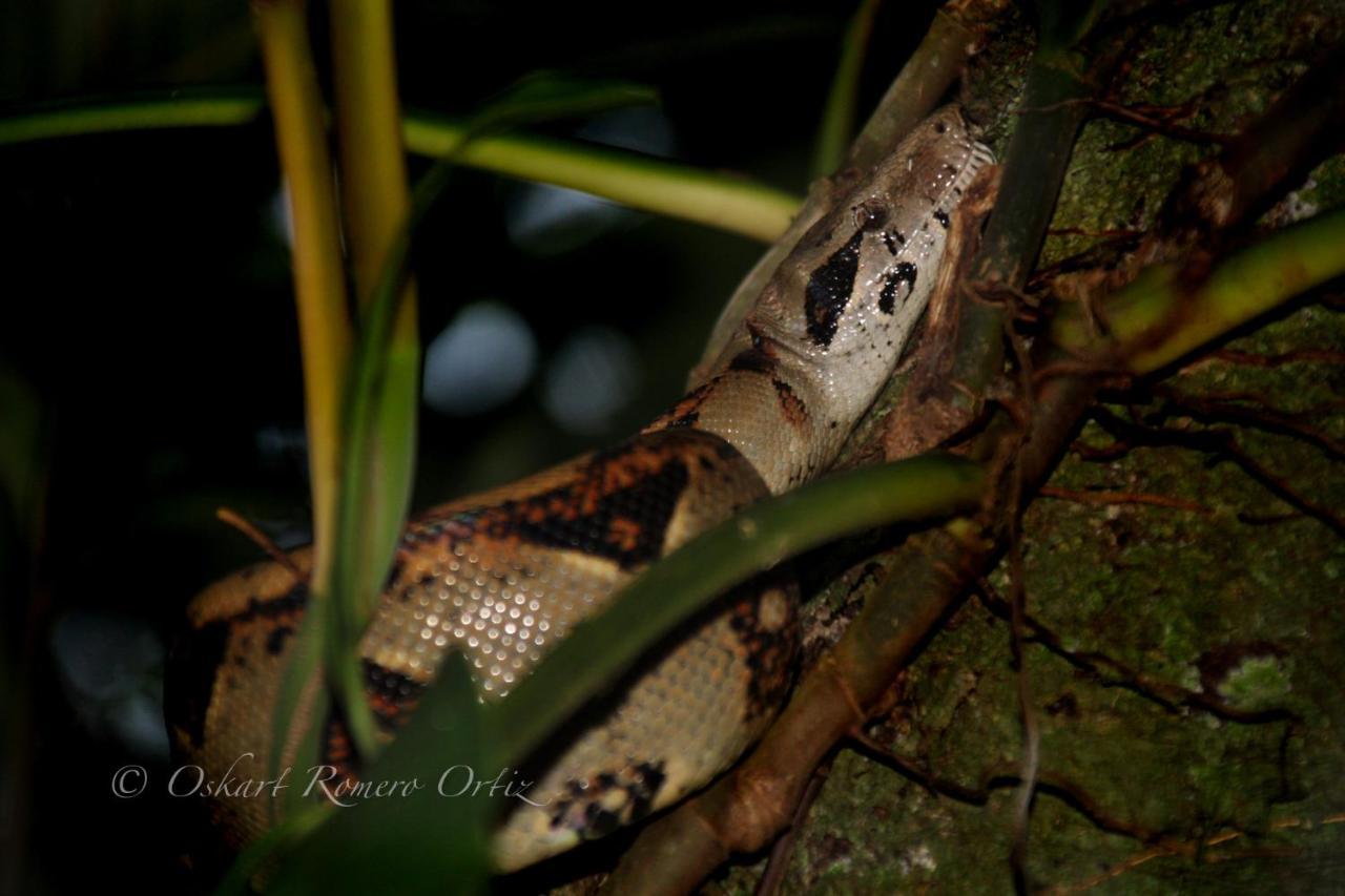 Natural Experience House Tortuguero Exteriér fotografie